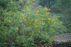 Tithonia diversifolia